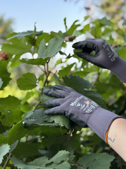 Protective gloves for grape picking