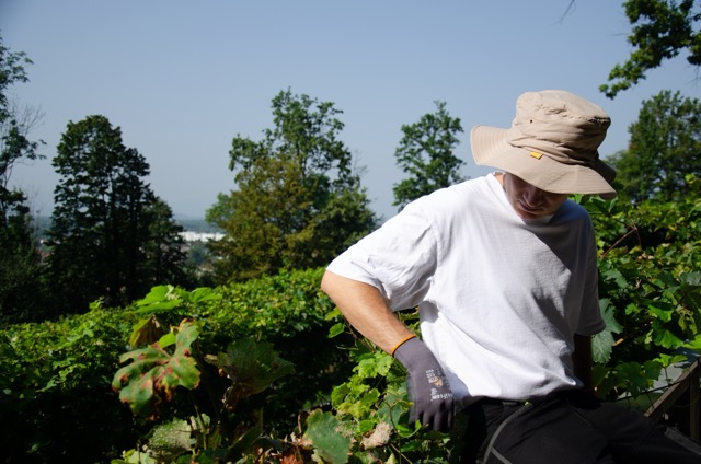Choosing workwear for grape harvesting is crucial